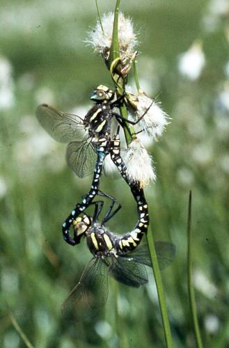 Réf. 355 141 : Aeshna juncea